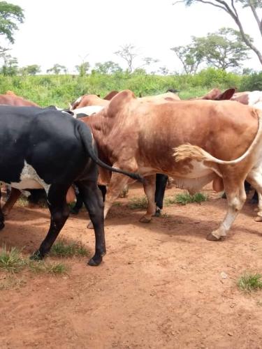 Bull_Herd_Katonga_NEC Farm