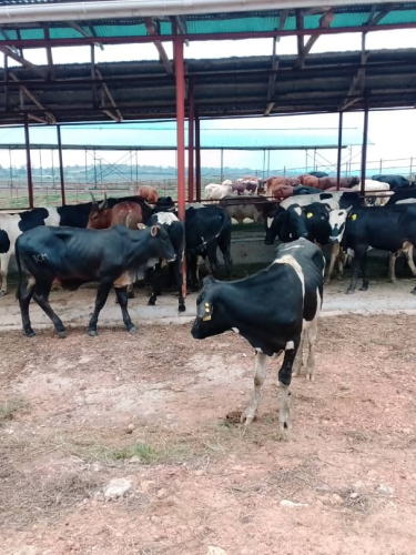 Bulls_Intensive_Feeding