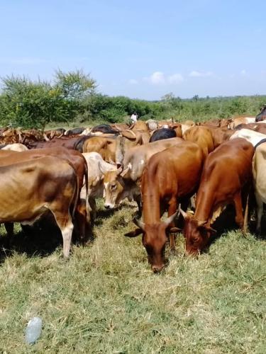 Mother_Herd_NEC_Kyankwanzi