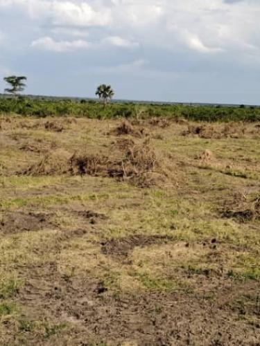 Re-growth_Management_Katonga_NEC_Farm