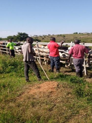 Routine_Spraying_Katonga_Farm