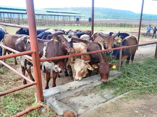 Intensive_Feeding_Bulls_Katonga_NEC_Farm