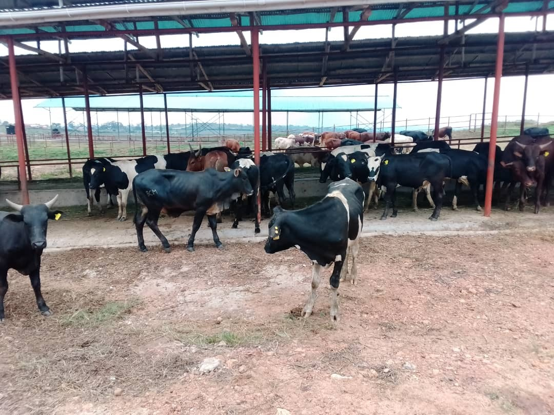 Bulls_Intensive_Feeding