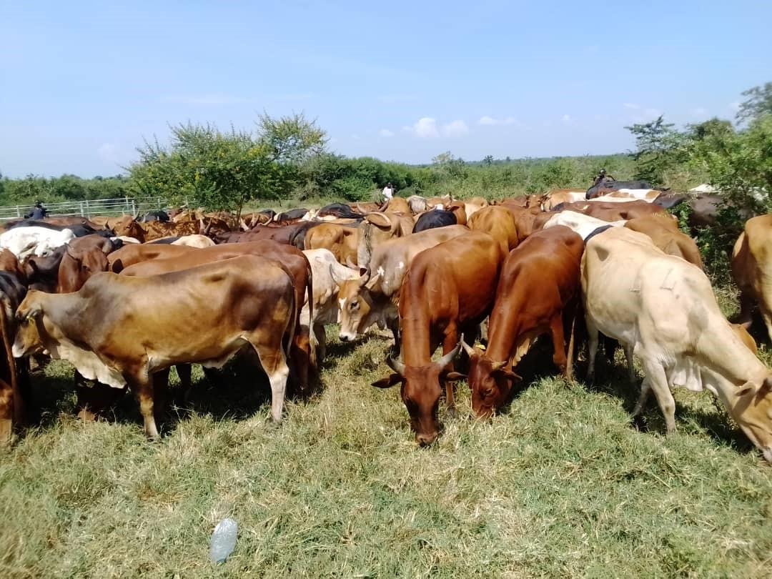 Mother_Herd_NEC_Kyankwanzi