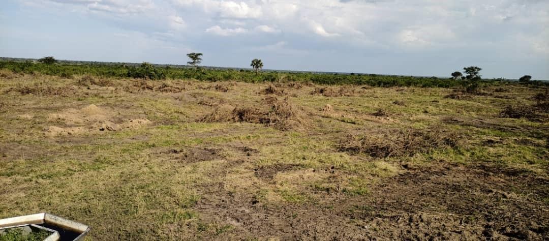 Re-growth_Management_Katonga_NEC_Farm