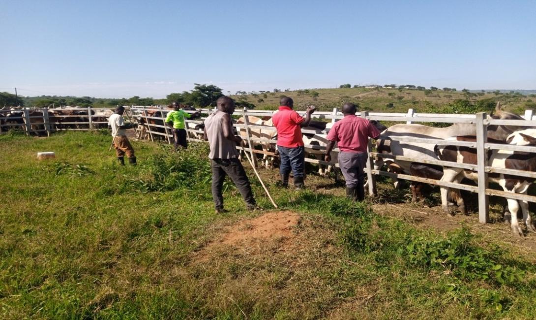 Routine_Spraying_Katonga_Farm