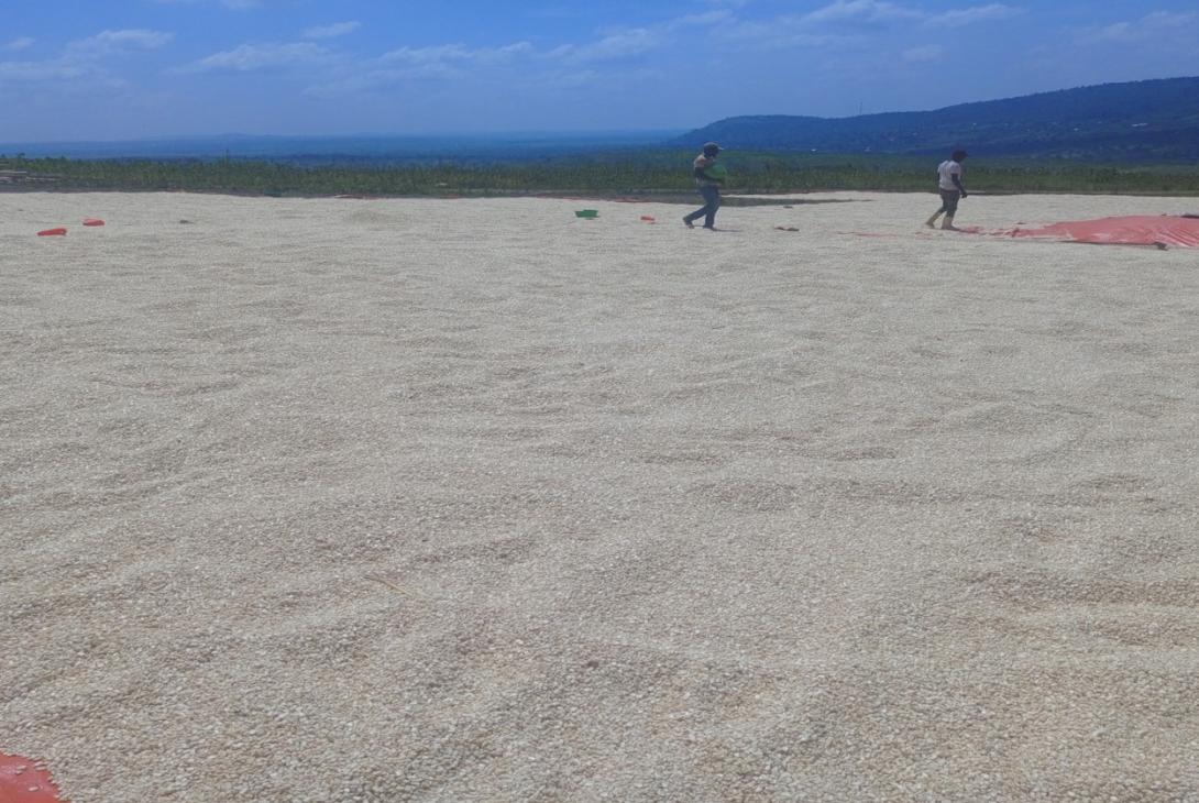 Maize_Grain_Katonga NEC Farm